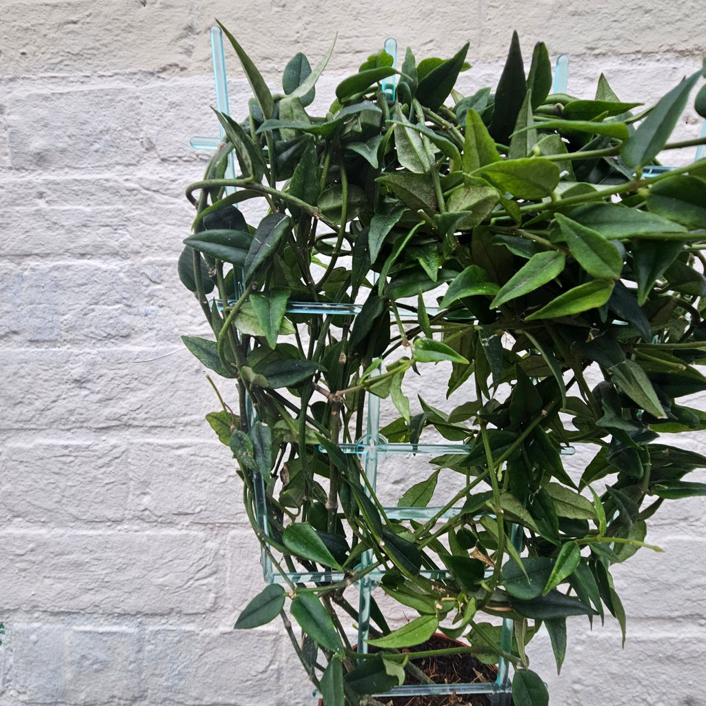 Hoya lanceolata 'Bella' - SGP Garden Ltd