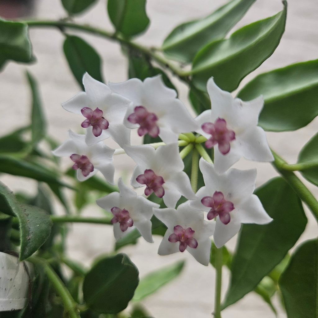 Hoya lanceolata 'Bella' - SGP Garden Ltd