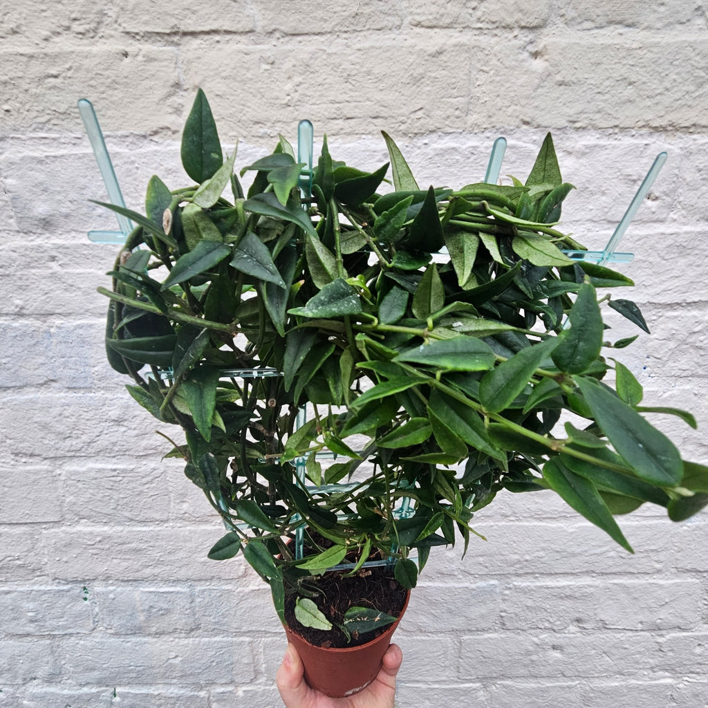 Hoya lanceolata 'Bella' - SGP Garden Ltd