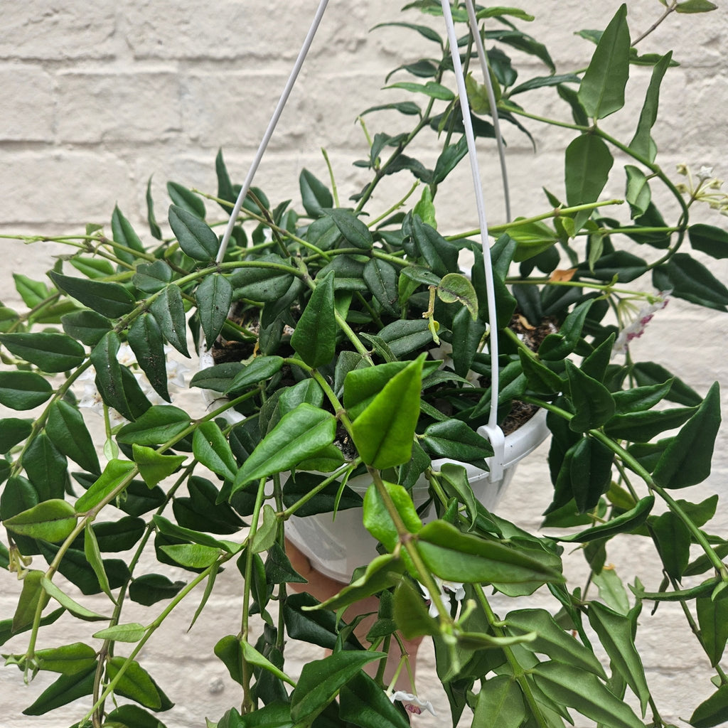 Hoya lanceolata 'Bella' - SGP Garden Ltd