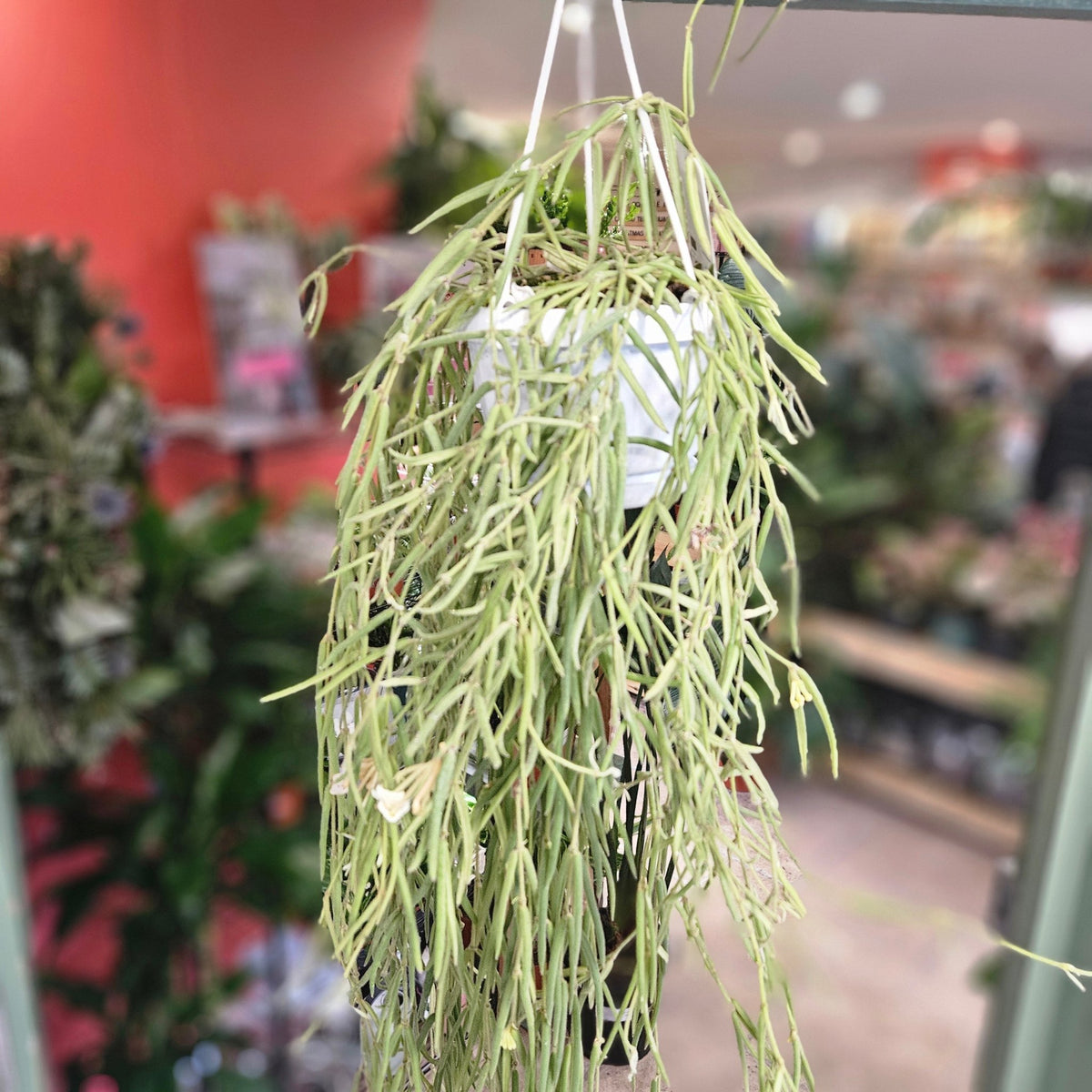 Hoya linearis (Wax plant) - SGP Garden Ltd