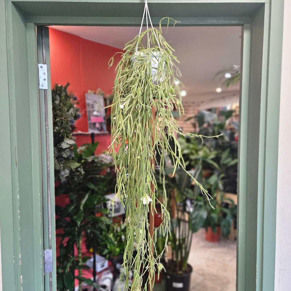 Hoya linearis (Wax plant) - SGP Garden Ltd