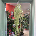 Hoya linearis (Wax plant) - SGP Garden Ltd