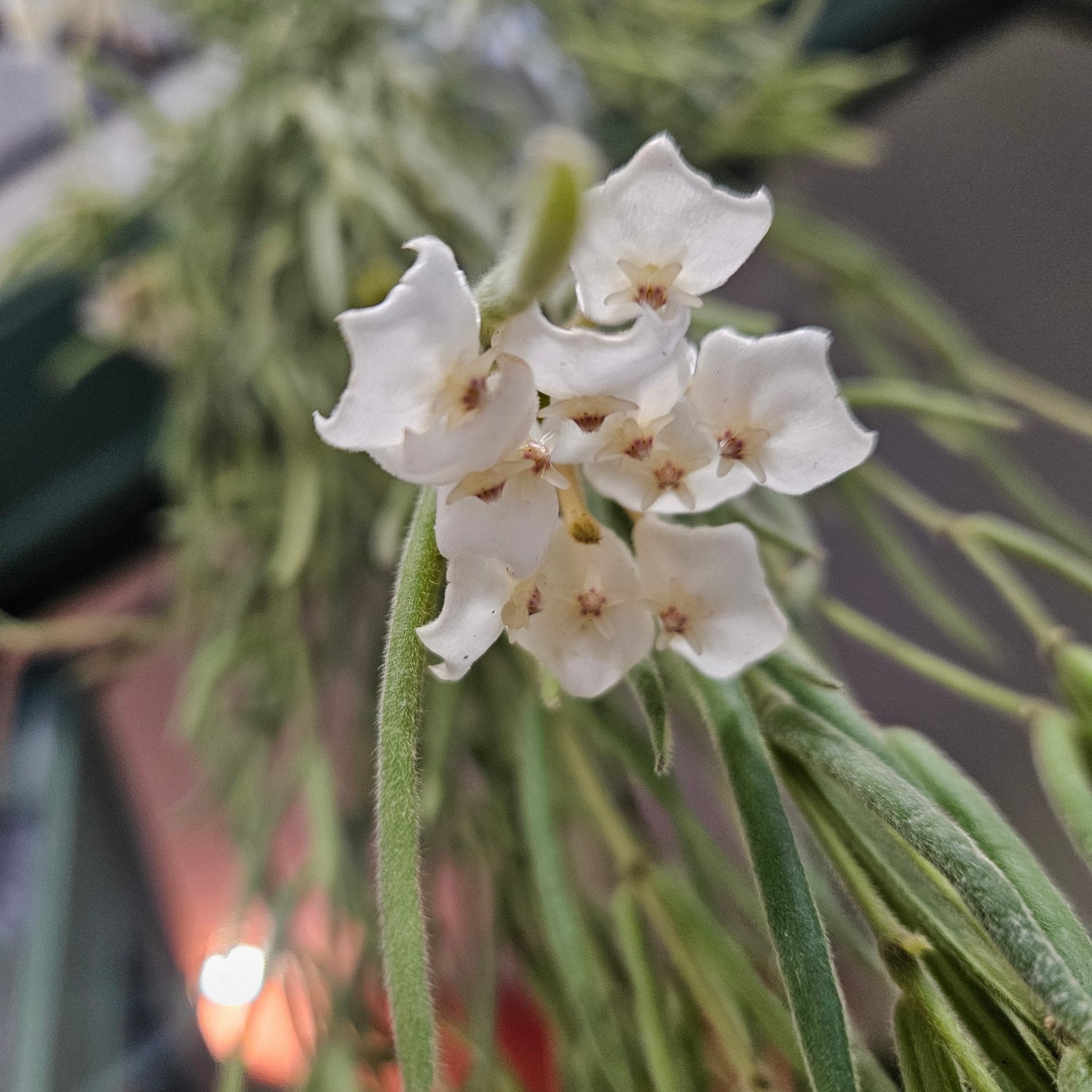 Hoya linearis (Wax plant) - SGP Garden Ltd