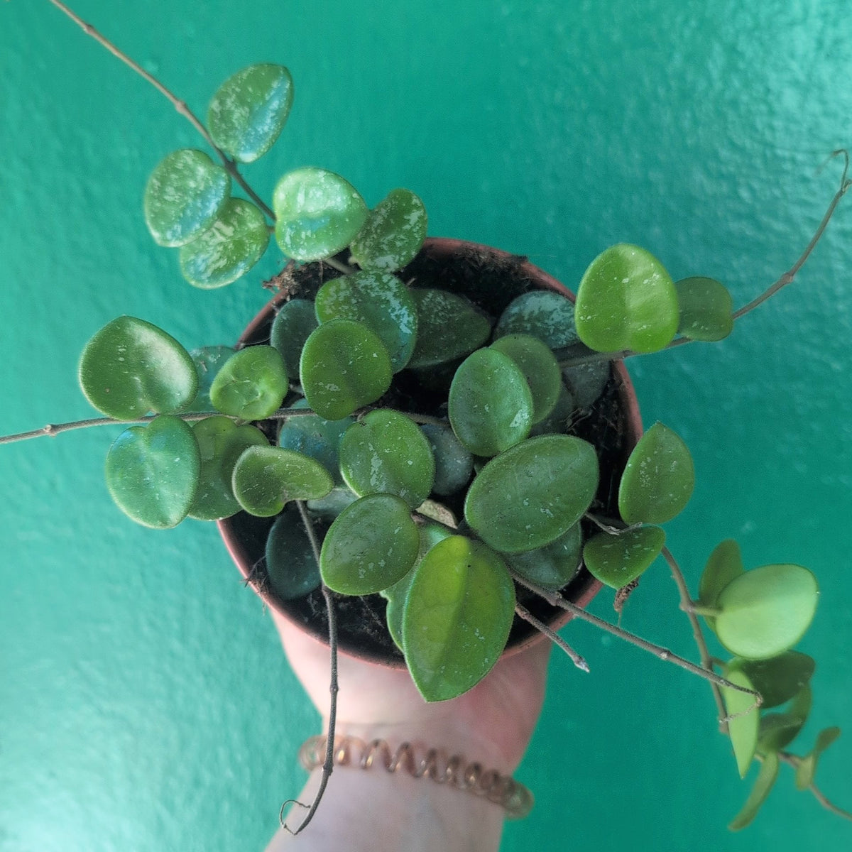 Hoya 'Mathilde splash' - SGP Garden Ltd