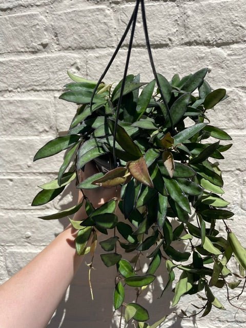 Hoya 'rosita' - SGP Garden Ltd