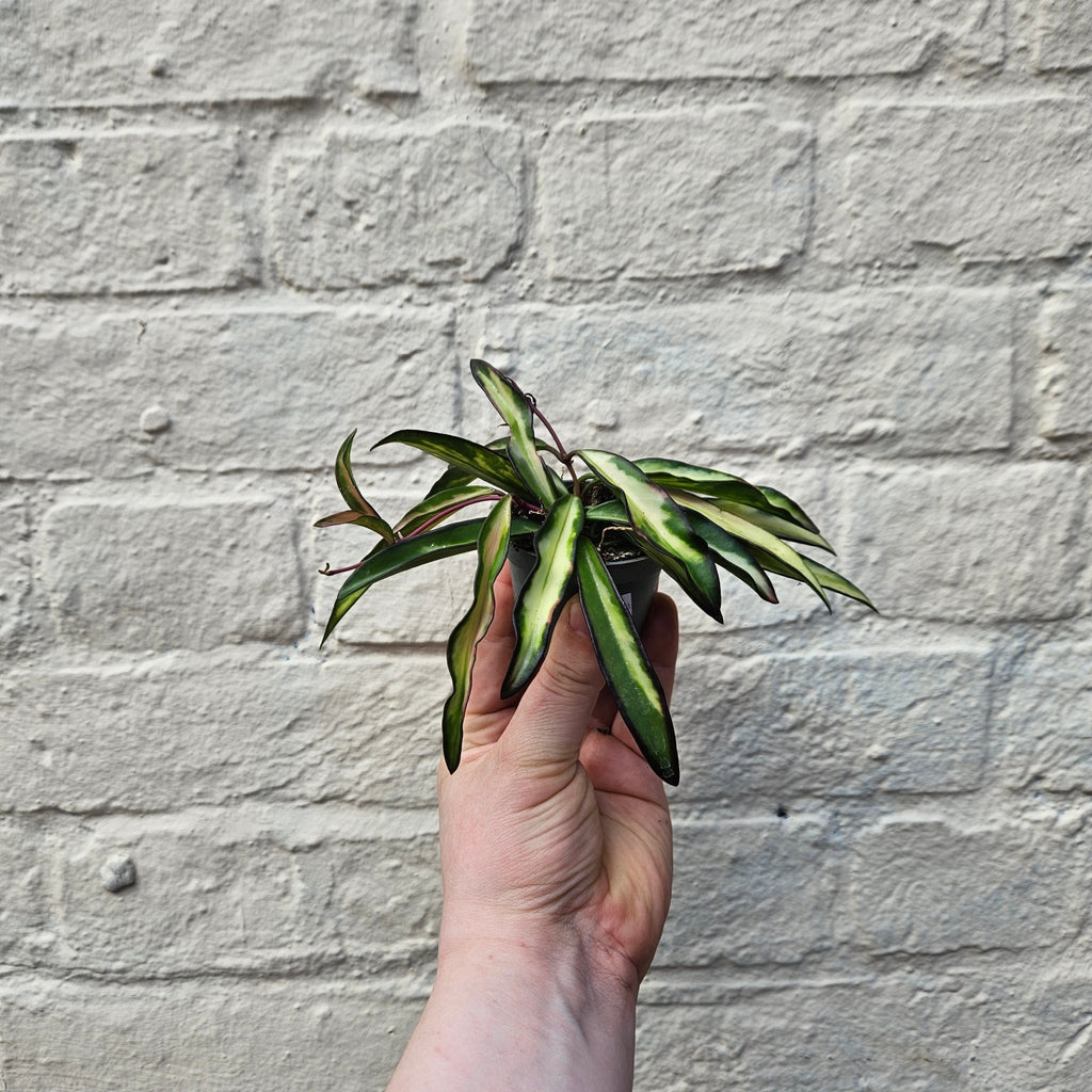 Hoya wayetti 'Tricolour' - SGP Garden Ltd