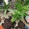 In Store - Repotting Service - SGP Garden Ltd