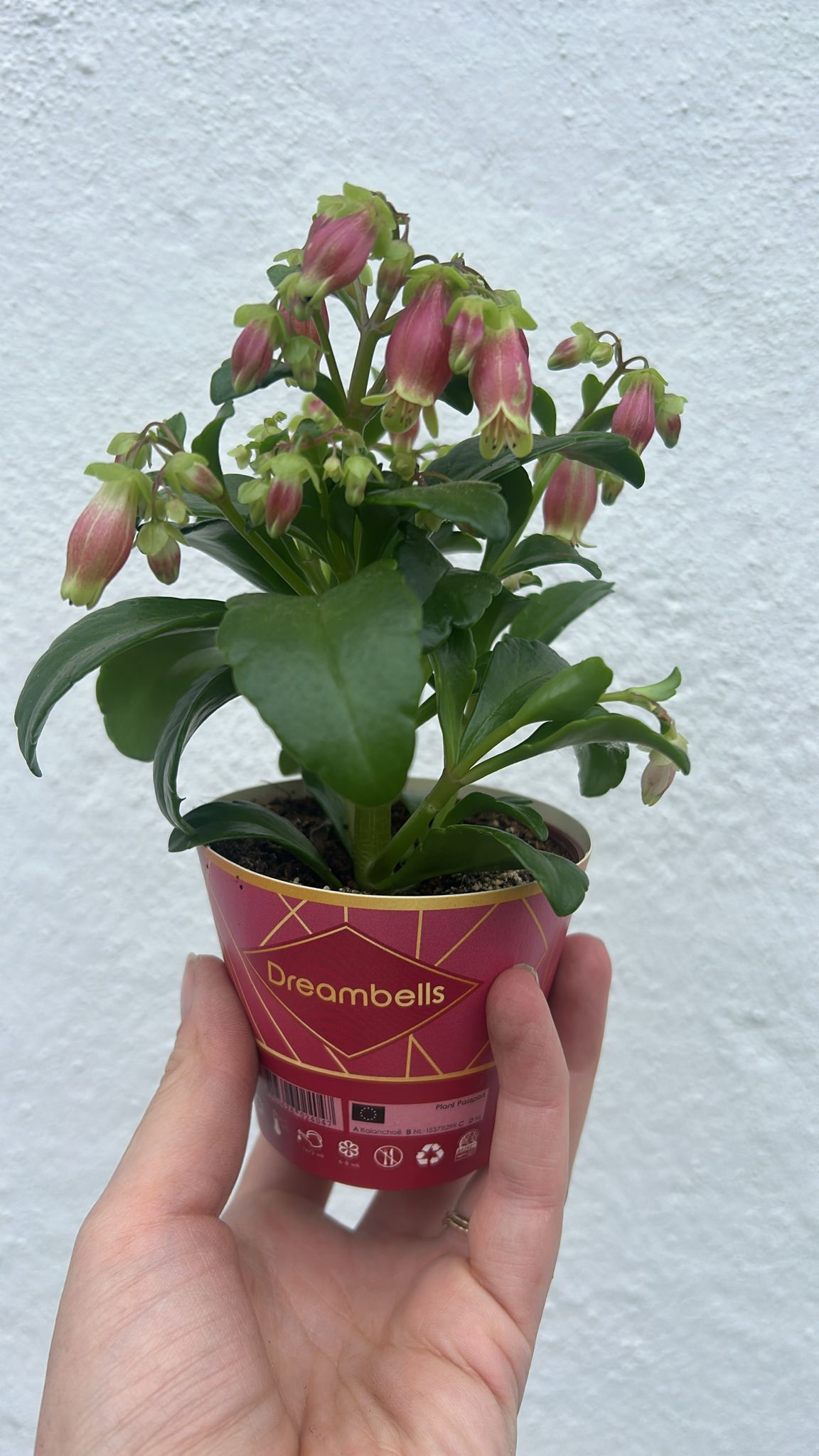 Kalanchoe blossfeldiana 'Dream Bells' - SGP Garden Ltd