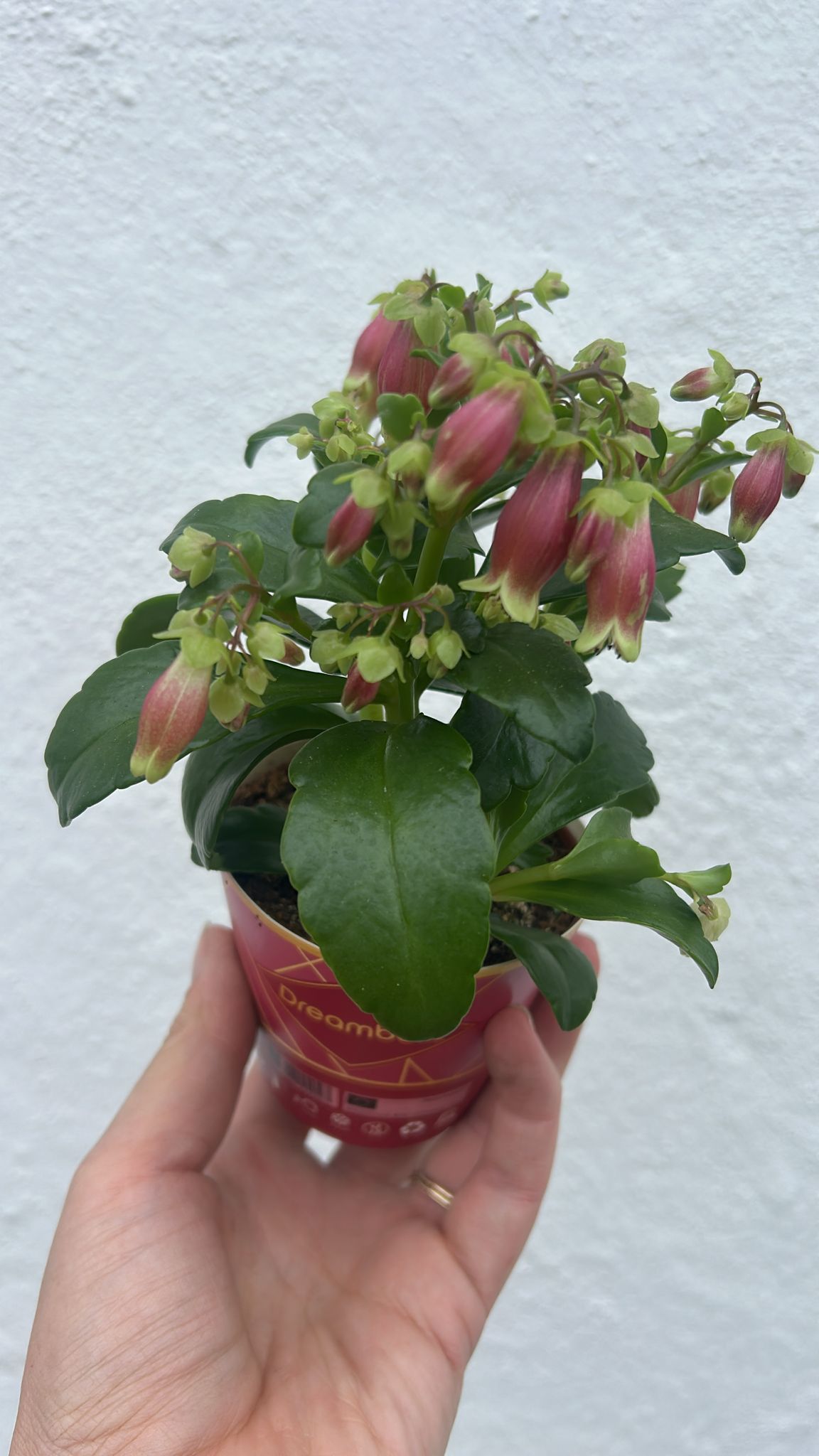 Kalanchoe blossfeldiana 'Dream Bells' - SGP Garden Ltd