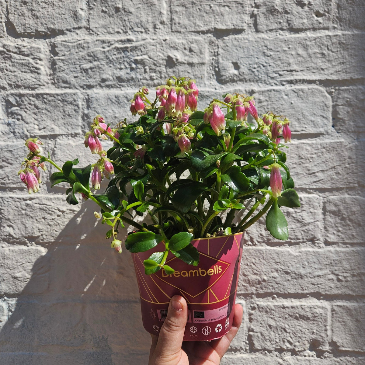 Kalanchoe blossfeldiana 'Dream Bells' - SGP Garden Ltd