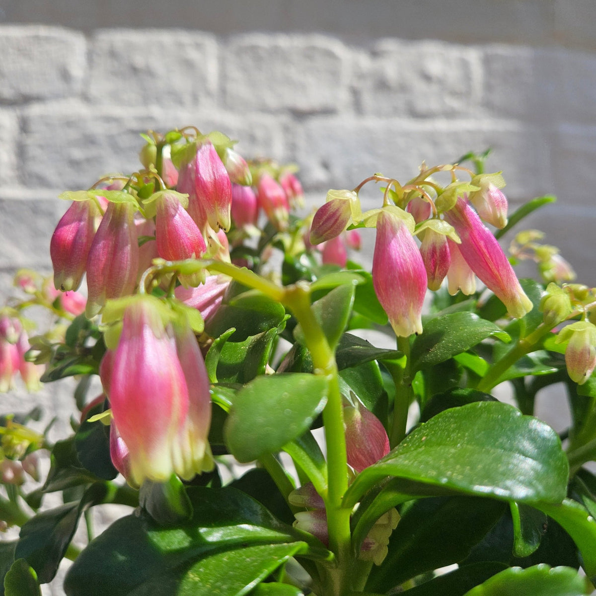 Kalanchoe blossfeldiana 'Dream Bells' - SGP Garden Ltd