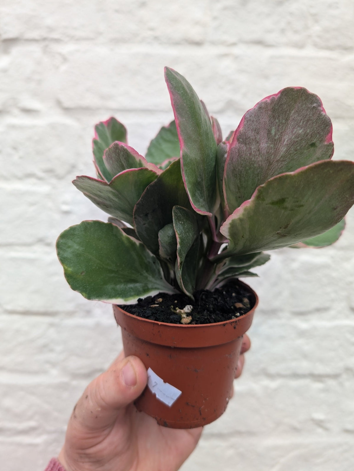 Kalanchoe fedtschenkoi variegata (Rainbow Kalanchoe) - SGP Garden Ltd