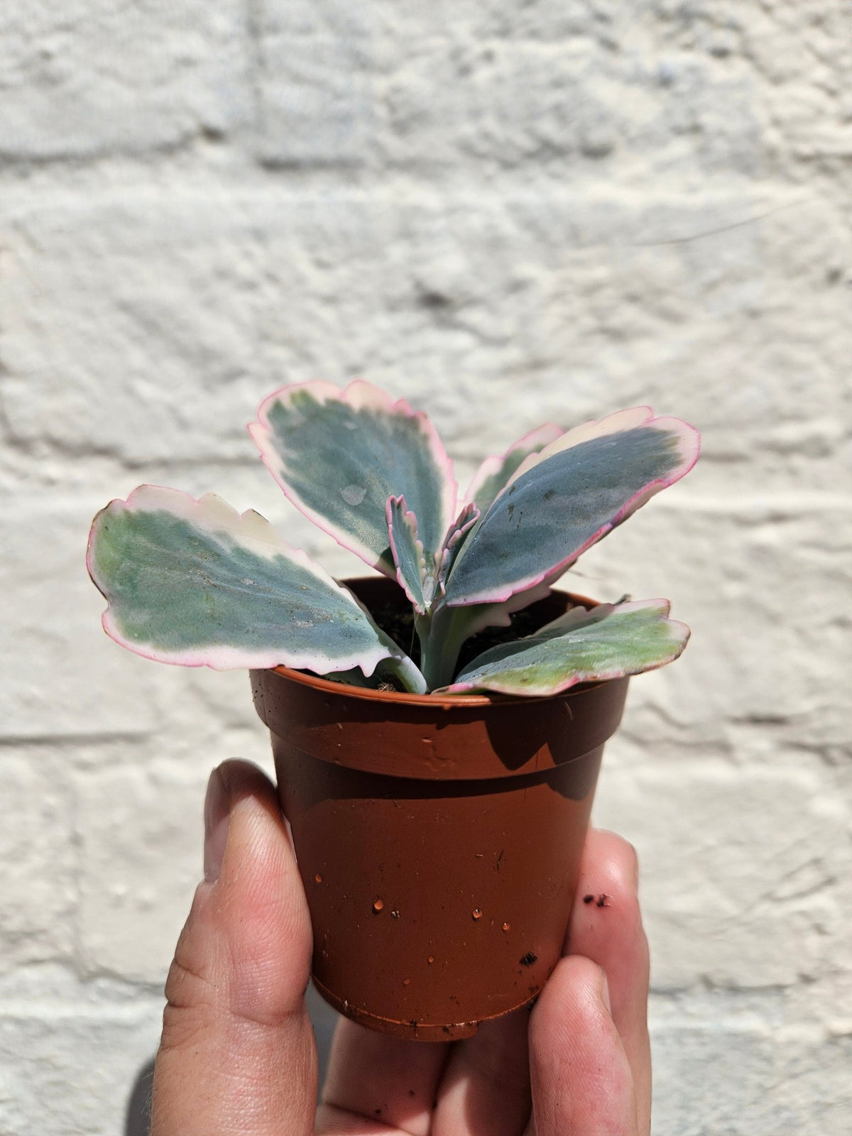 Kalanchoe fedtschenkoi variegata (Rainbow Kalanchoe) - SGP Garden Ltd