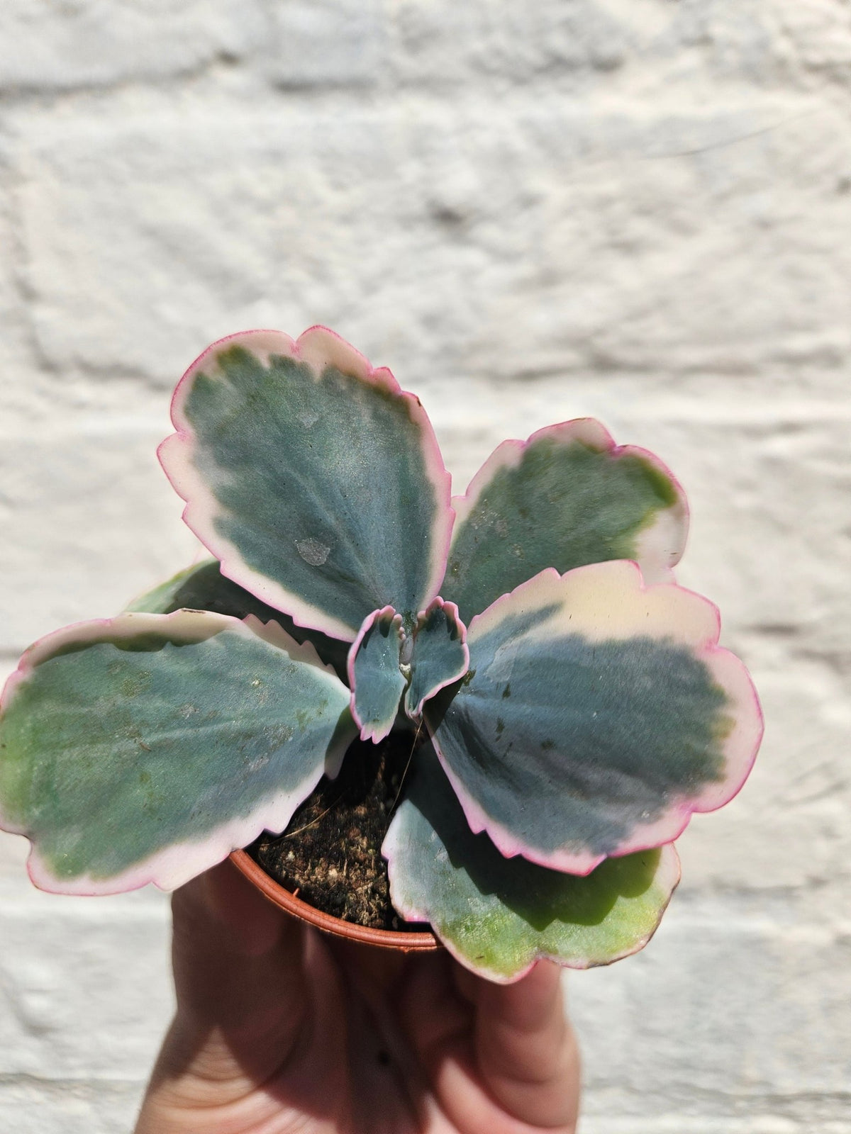 Kalanchoe fedtschenkoi variegata (Rainbow Kalanchoe) - SGP Garden Ltd