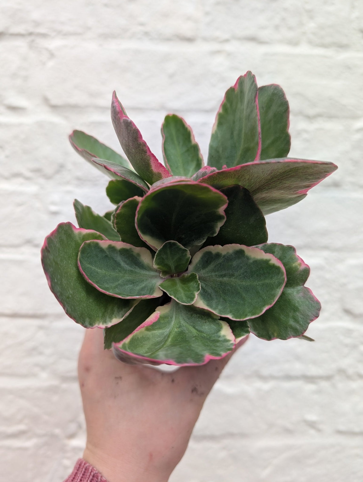 Kalanchoe fedtschenkoi variegata (Rainbow Kalanchoe) - SGP Garden Ltd