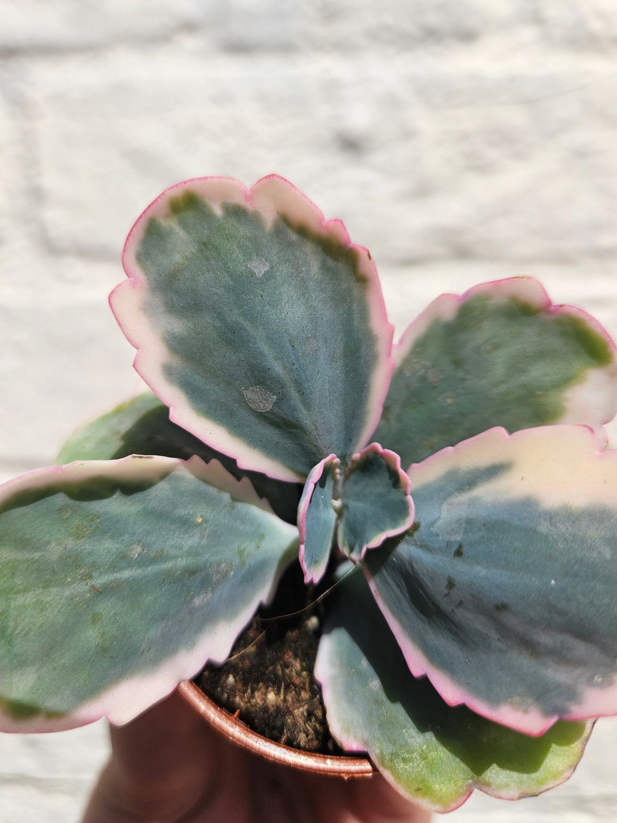 Kalanchoe fedtschenkoi variegata (Rainbow Kalanchoe) - SGP Garden Ltd