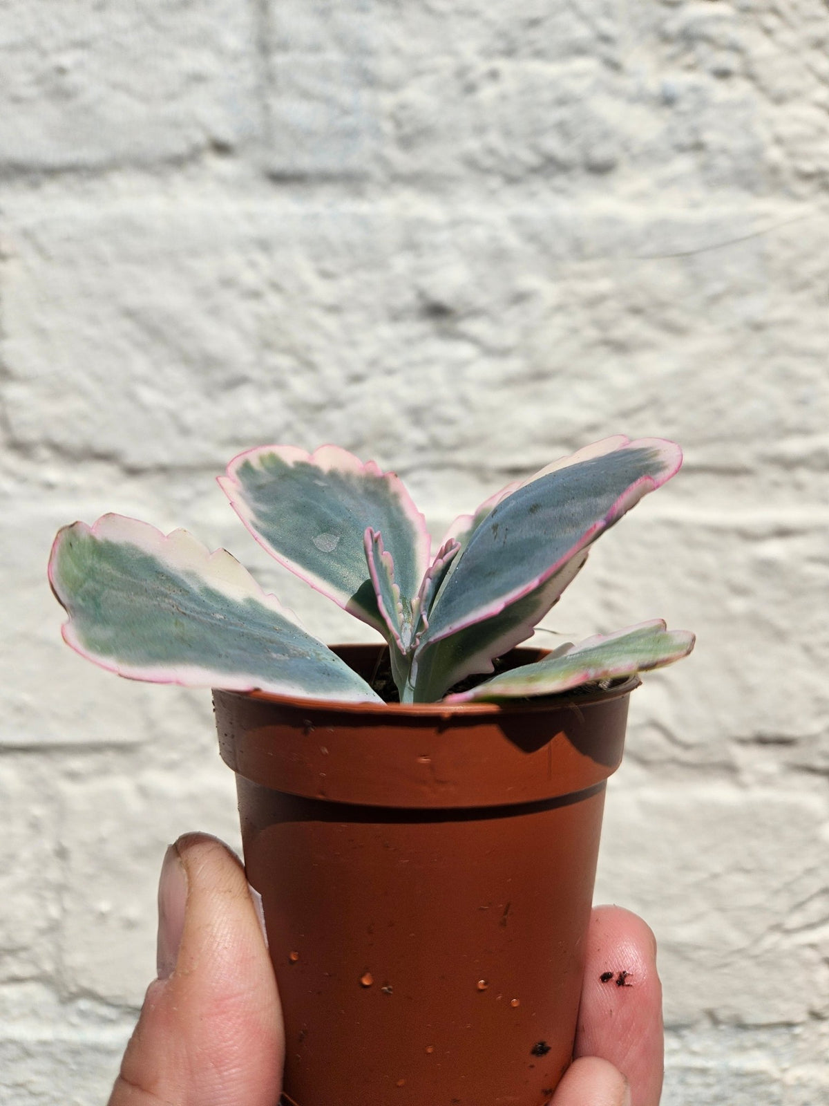 Kalanchoe fedtschenkoi variegata (Rainbow Kalanchoe) - SGP Garden Ltd