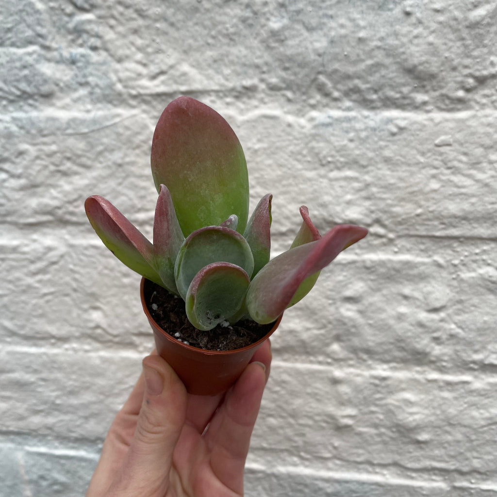 Kalanchoe luciae 'Oricula' (Paddle Plant) - SGP Garden Ltd