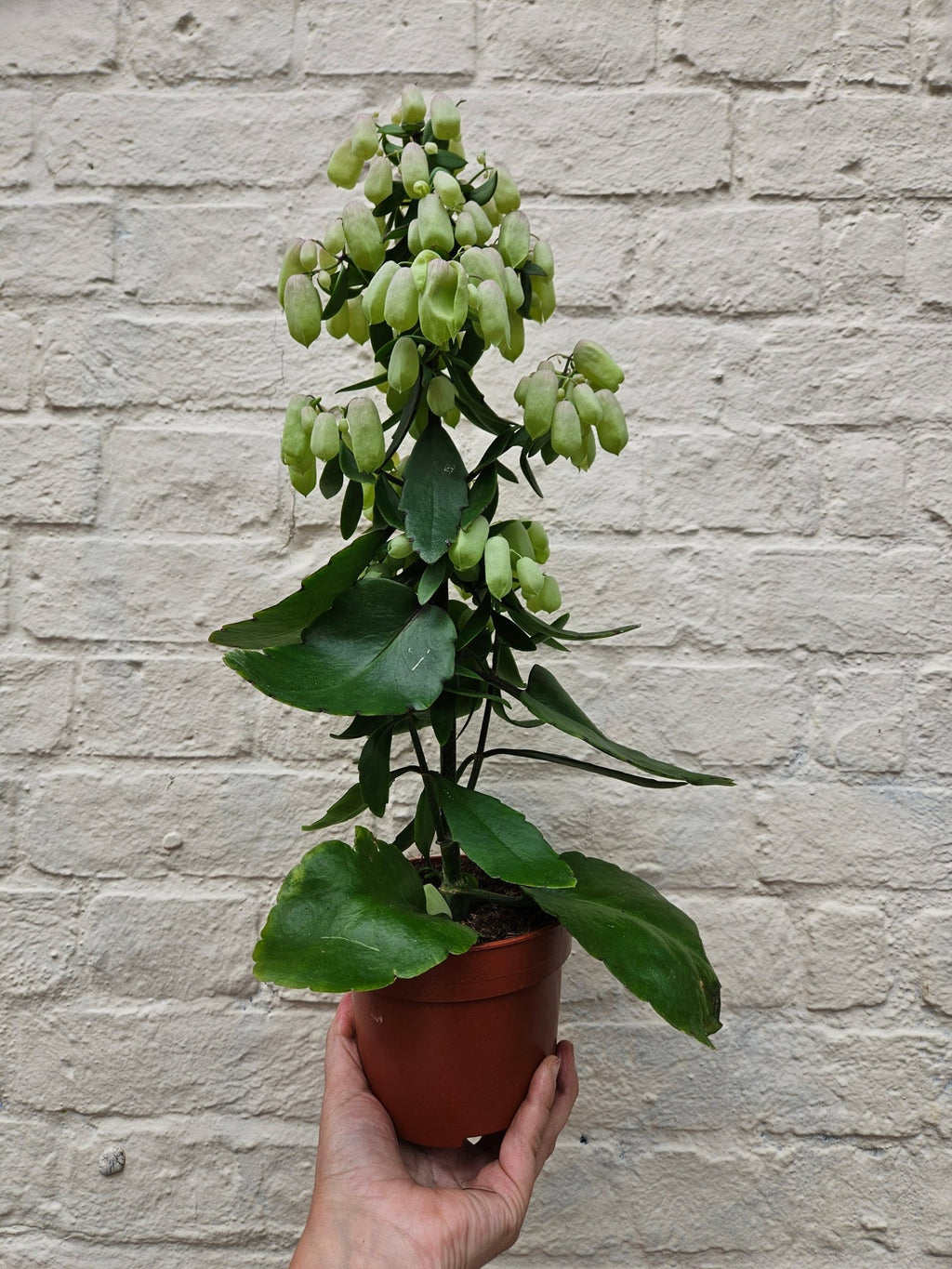 Kalanchoe 'Magic Bells' - SGP Garden Ltd