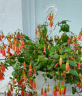 Kalanchoe 'Mariko' - SGP Garden Ltd
