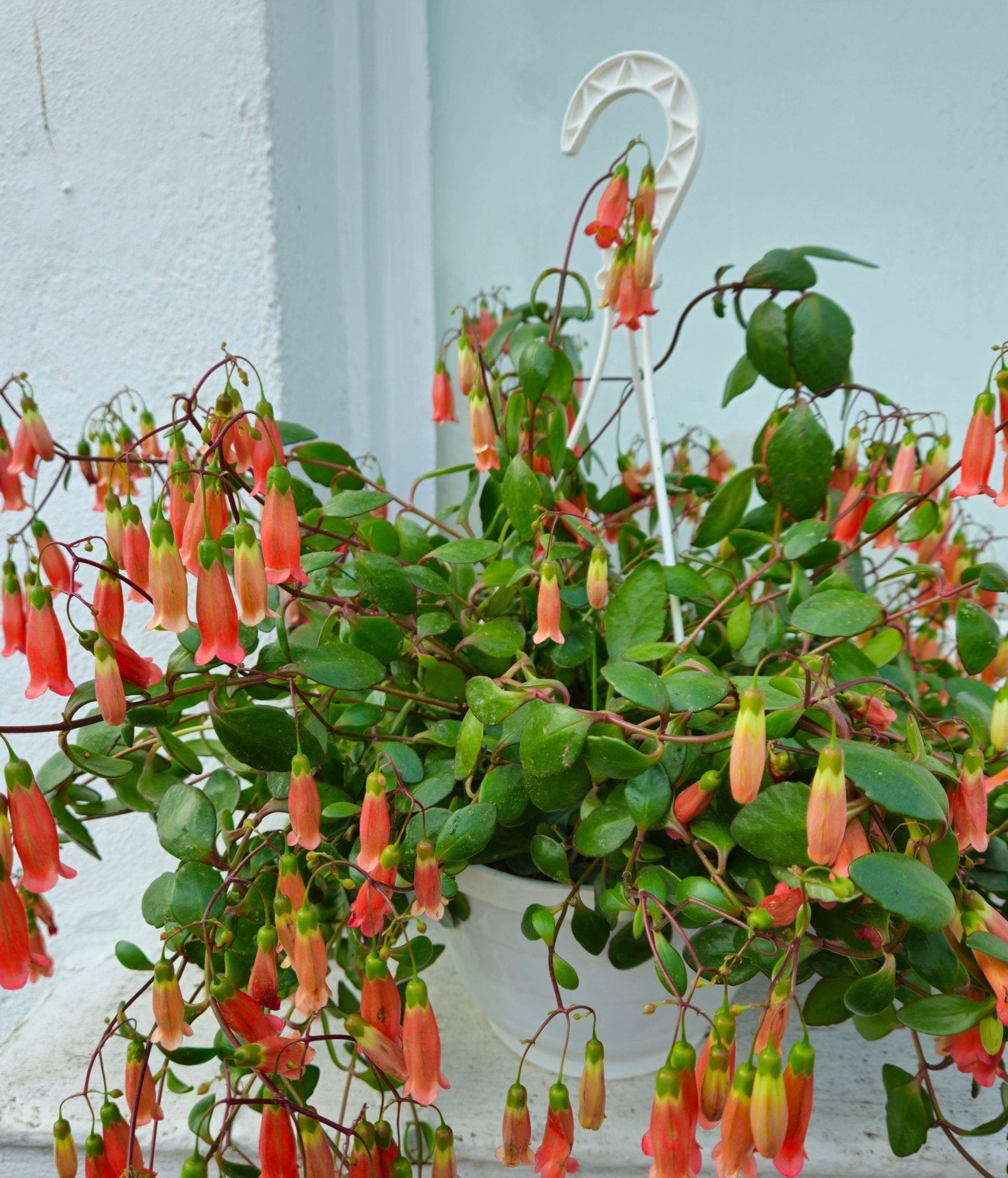 Kalanchoe 'Mariko' - SGP Garden Ltd