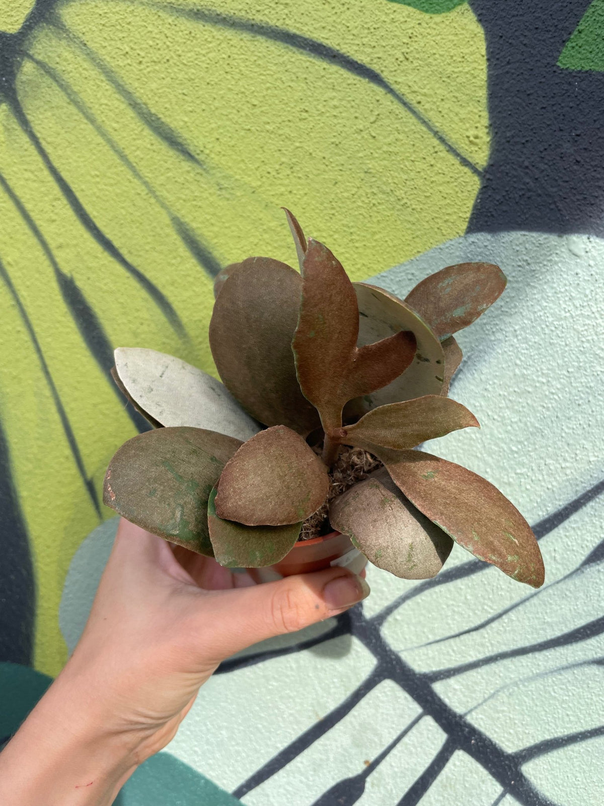 Kalanchoe orygalis (Copper spoons) - SGP Garden Ltd