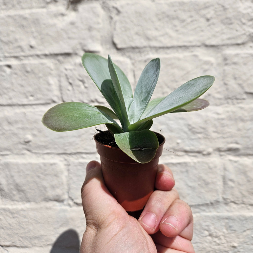 Kalanchoe thyrsiflora 'Flapjacks' - SGP Garden Ltd