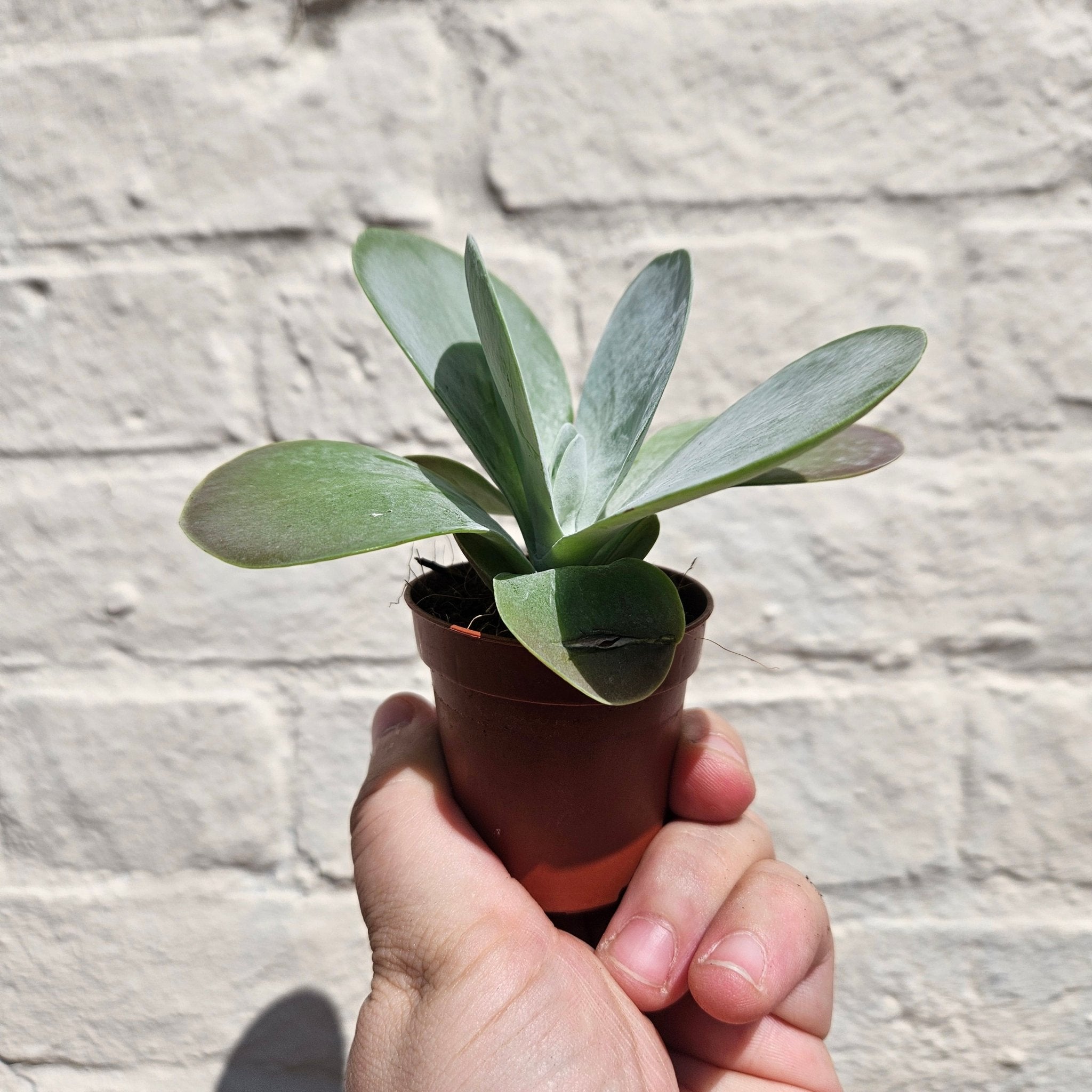 Kalanchoe thyrsiflora 'Flapjacks' - SGP Garden Ltd