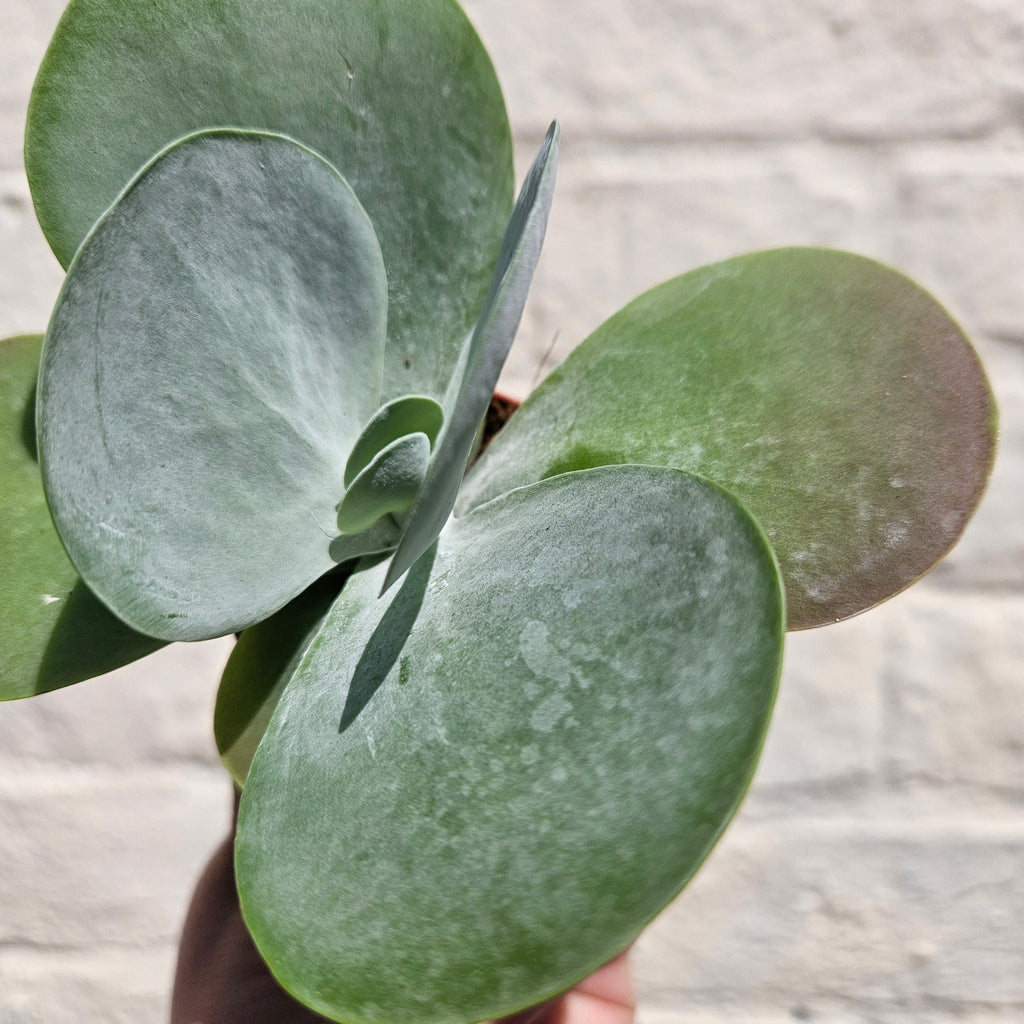 Kalanchoe thyrsiflora 'Flapjacks' - SGP Garden Ltd
