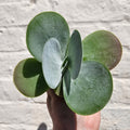 Kalanchoe thyrsiflora 'Flapjacks' - SGP Garden Ltd