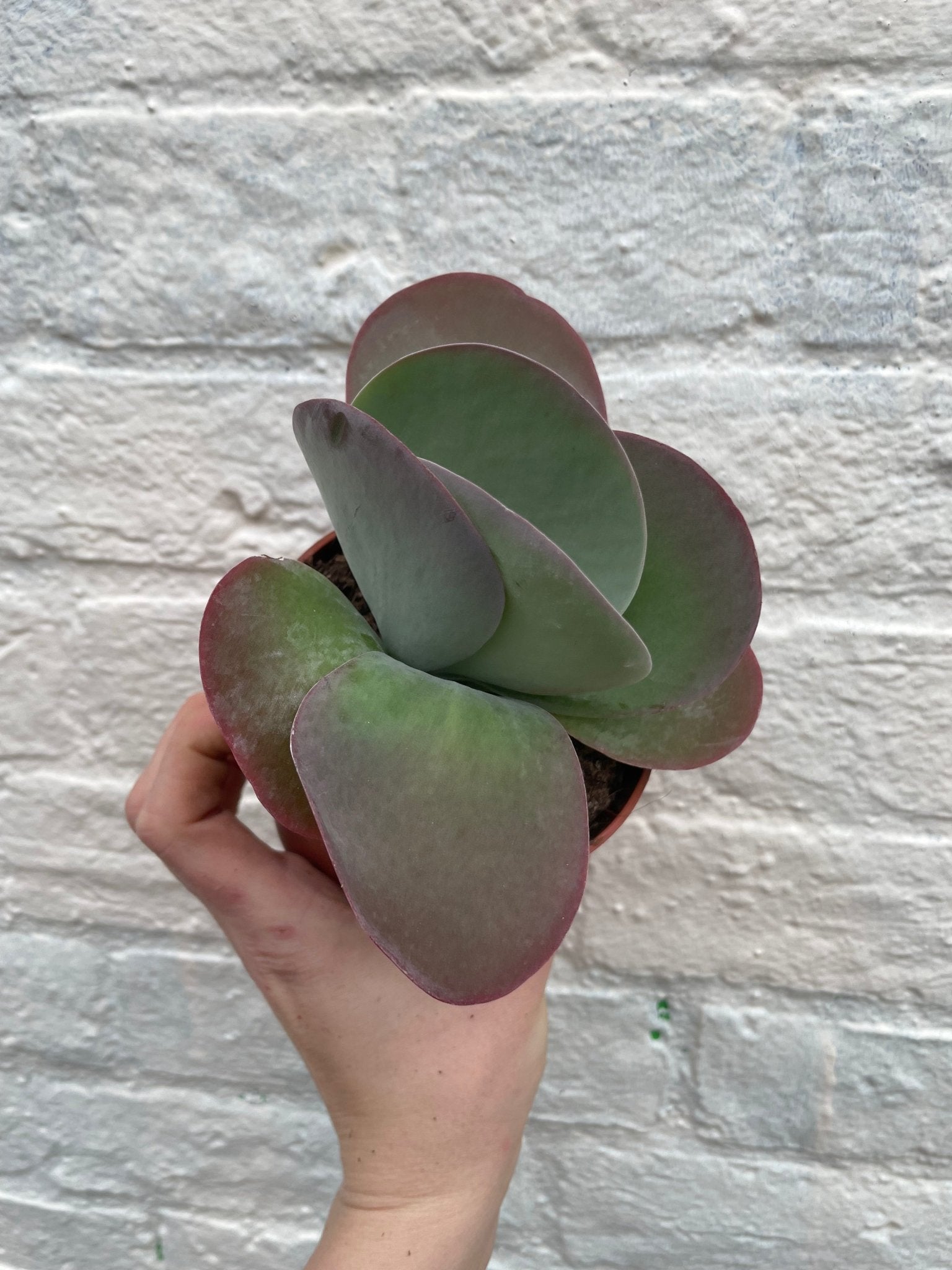 Kalanchoe thyrsiflora 'Red Lips' - SGP Garden Ltd