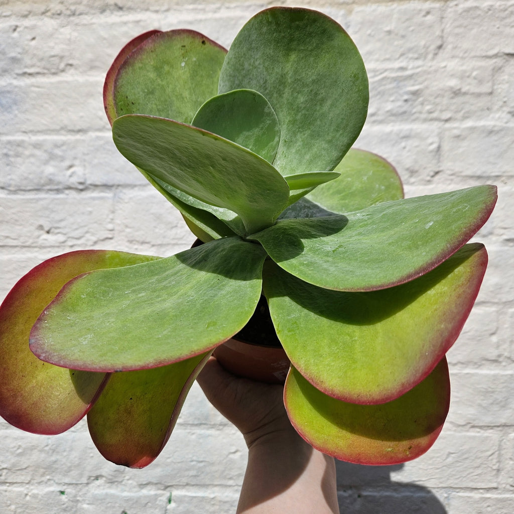 Kalanchoe thyrsiflora 'Red Lips' - SGP Garden Ltd