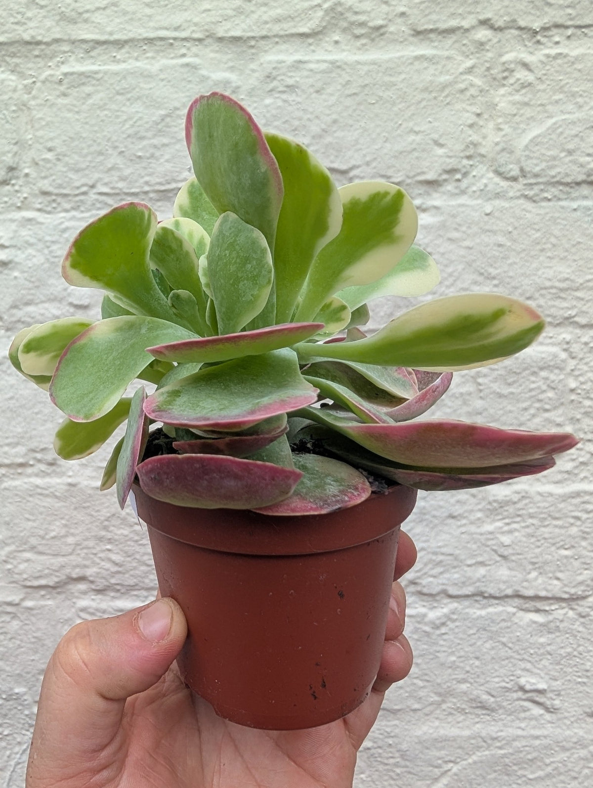 Kalanchoe thyrsiflora 'Variagata' - SGP Garden Ltd