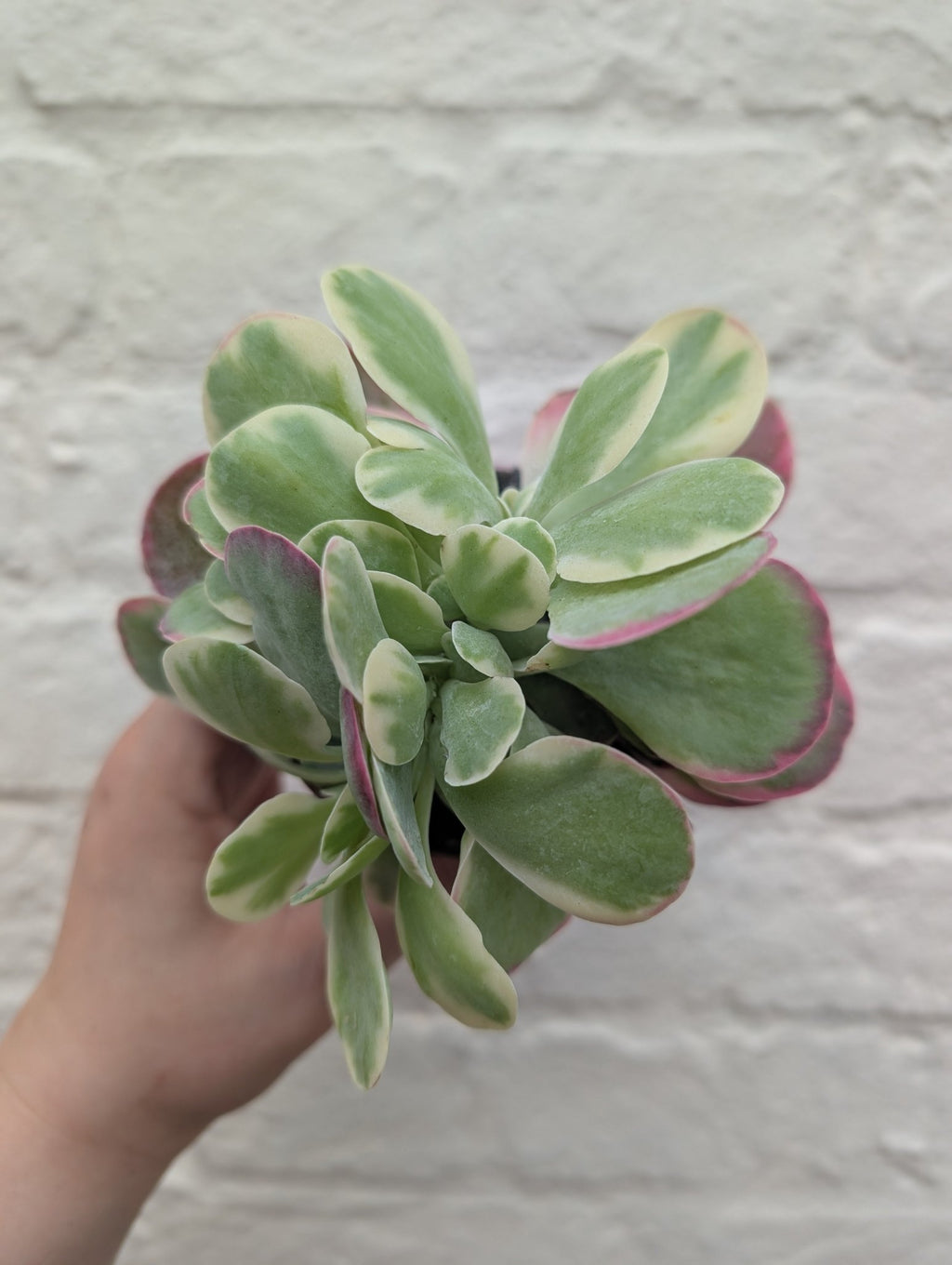 Kalanchoe thyrsiflora 'Variagata' - SGP Garden Ltd