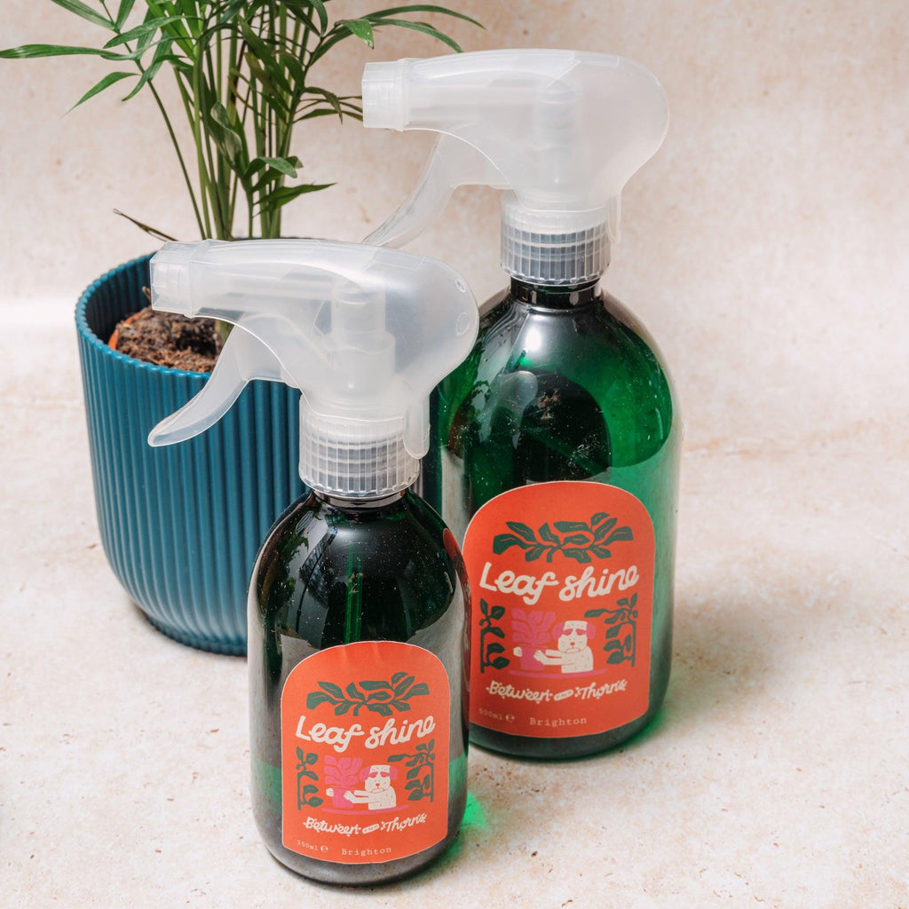 Leaf Shine - Between Two Thorns - SGP Garden Ltd