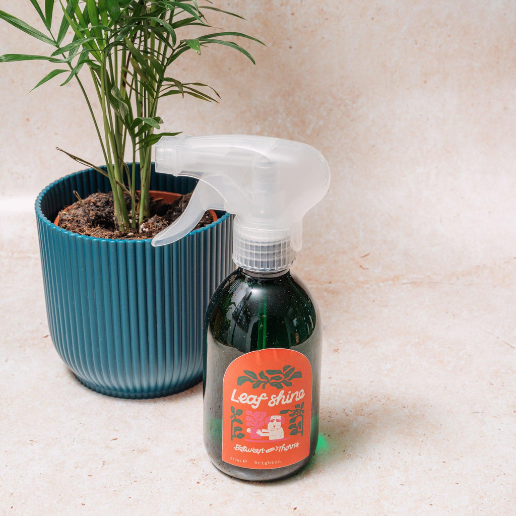 Leaf Shine - Between Two Thorns - SGP Garden Ltd