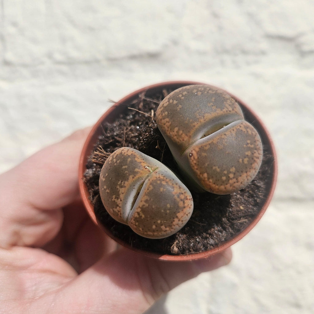 Lithops (Living Stones) - SGP Garden Ltd
