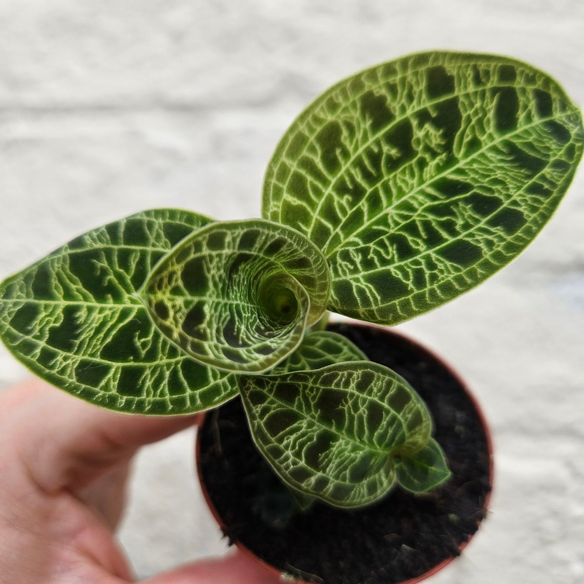 Macodes petola (Jewel Orchid) - SGP Garden Ltd