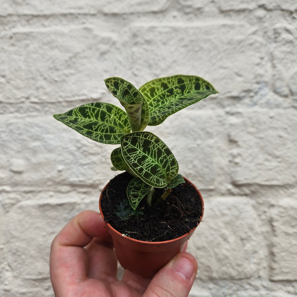 Macodes petola (Jewel Orchid) - SGP Garden Ltd
