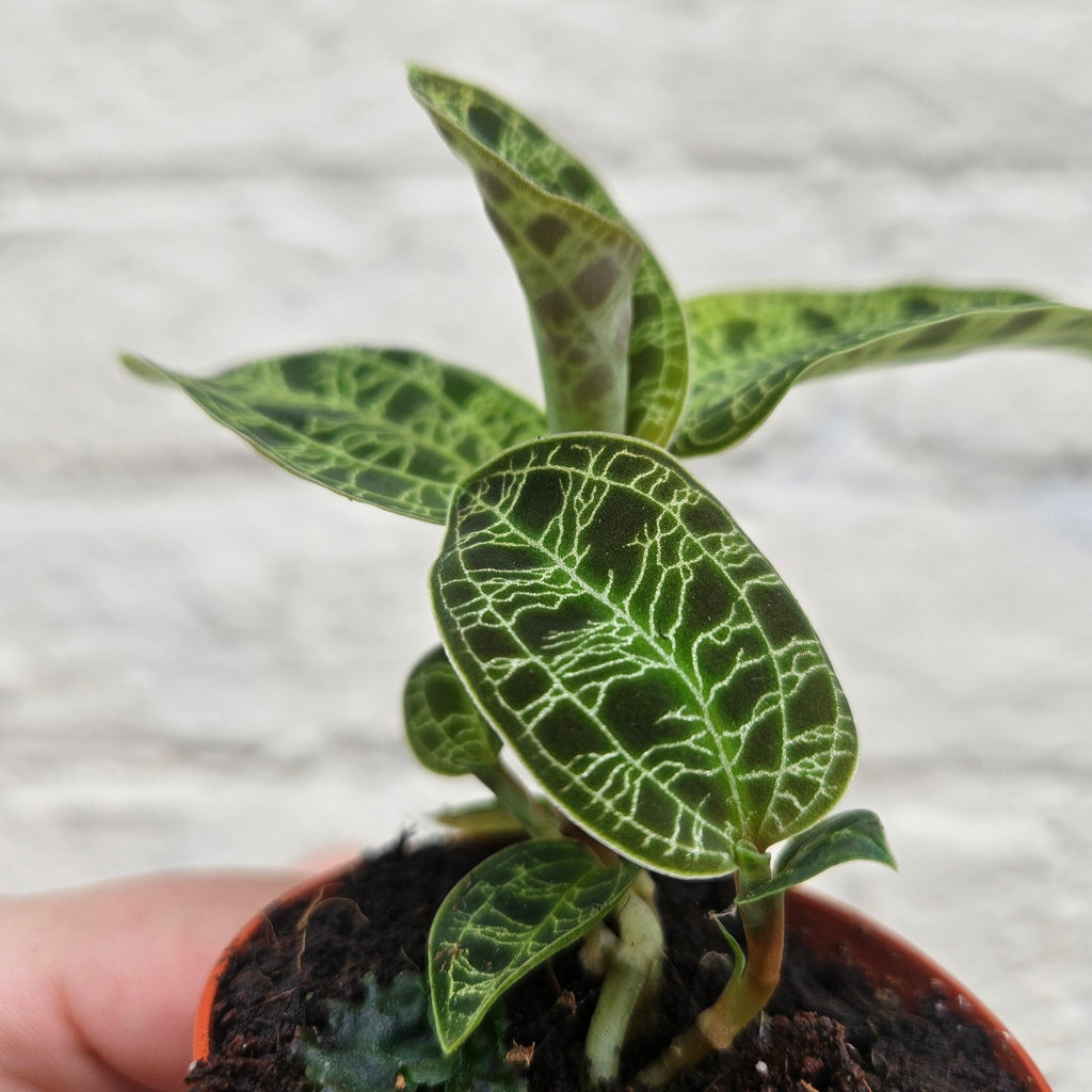 Macodes petola (Jewel Orchid) - SGP Garden Ltd