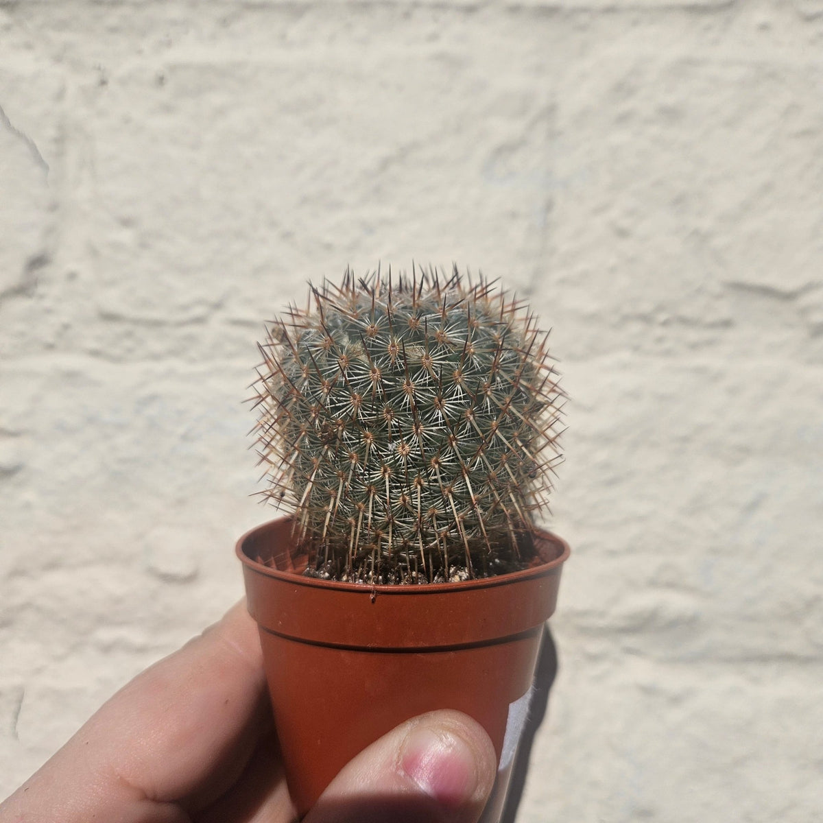 Mammillaria elegans (Pincushion cactus) - SGP Garden Ltd