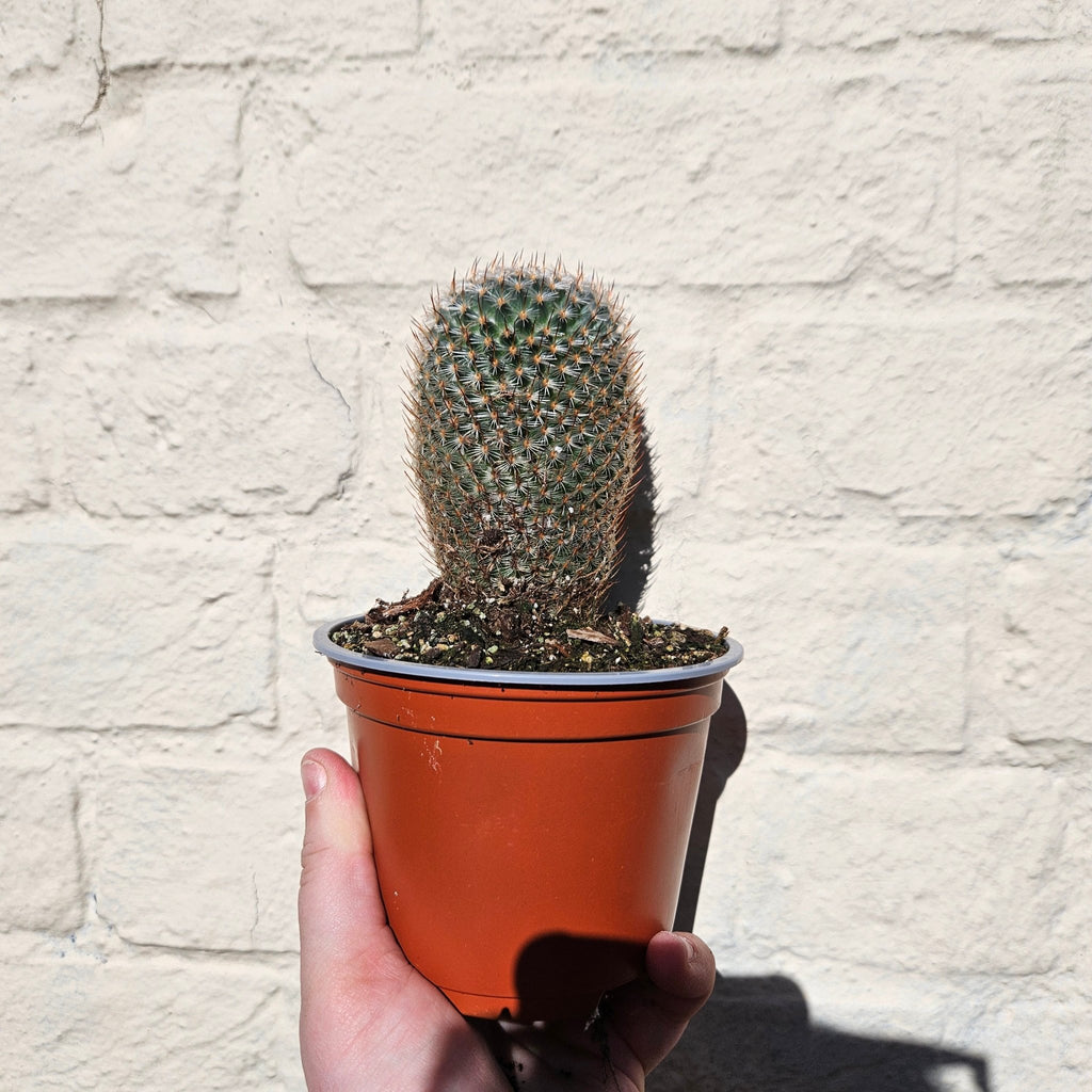 Mammillaria elegans (Pincushion cactus) - SGP Garden Ltd