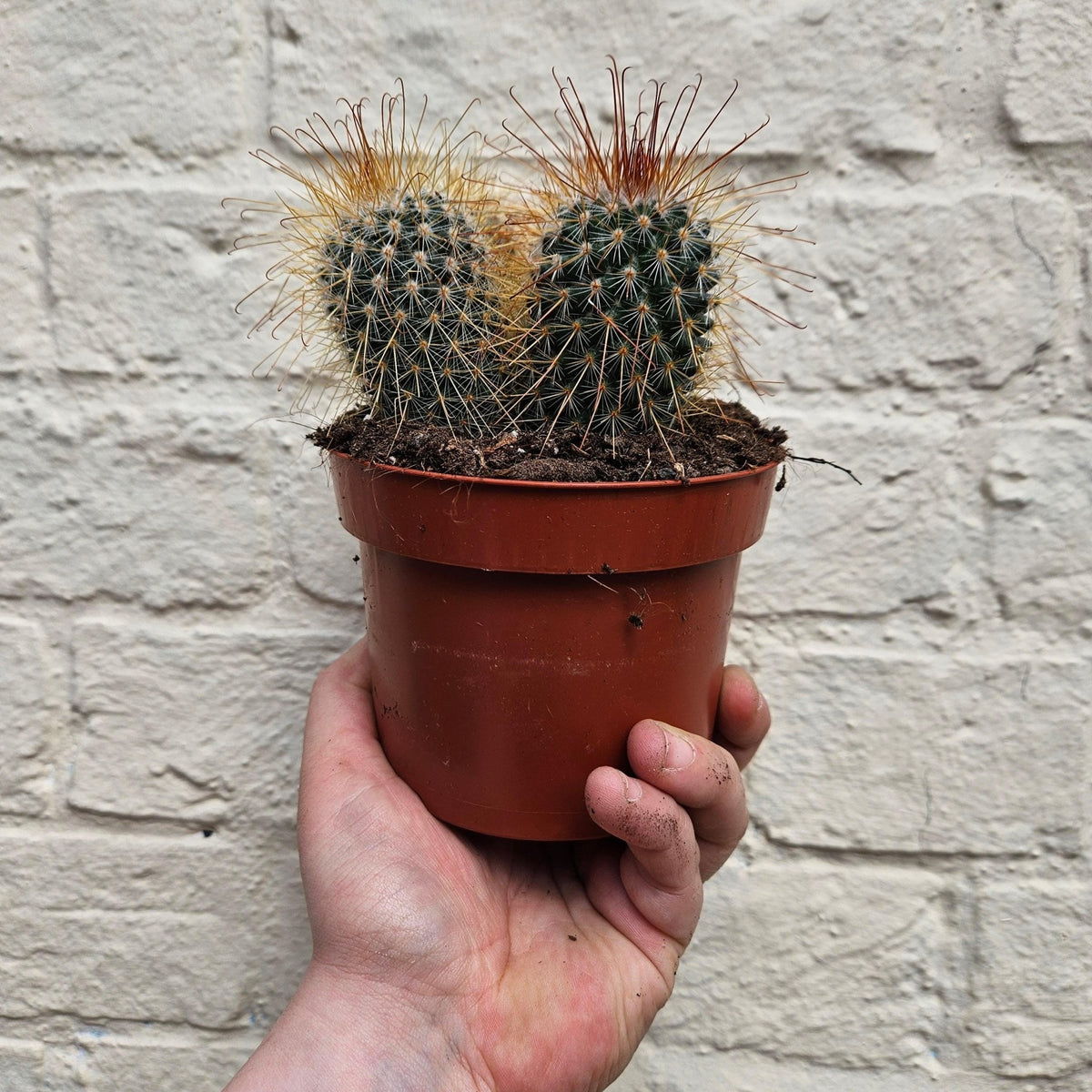 Mammillaria magnifica - SGP Garden Ltd