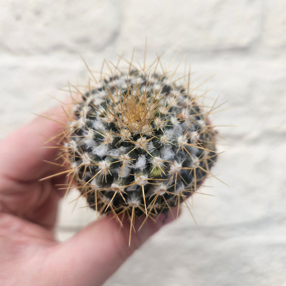 Mammillaria nivosa (Wooly Nipple Cactus) - SGP Garden Ltd
