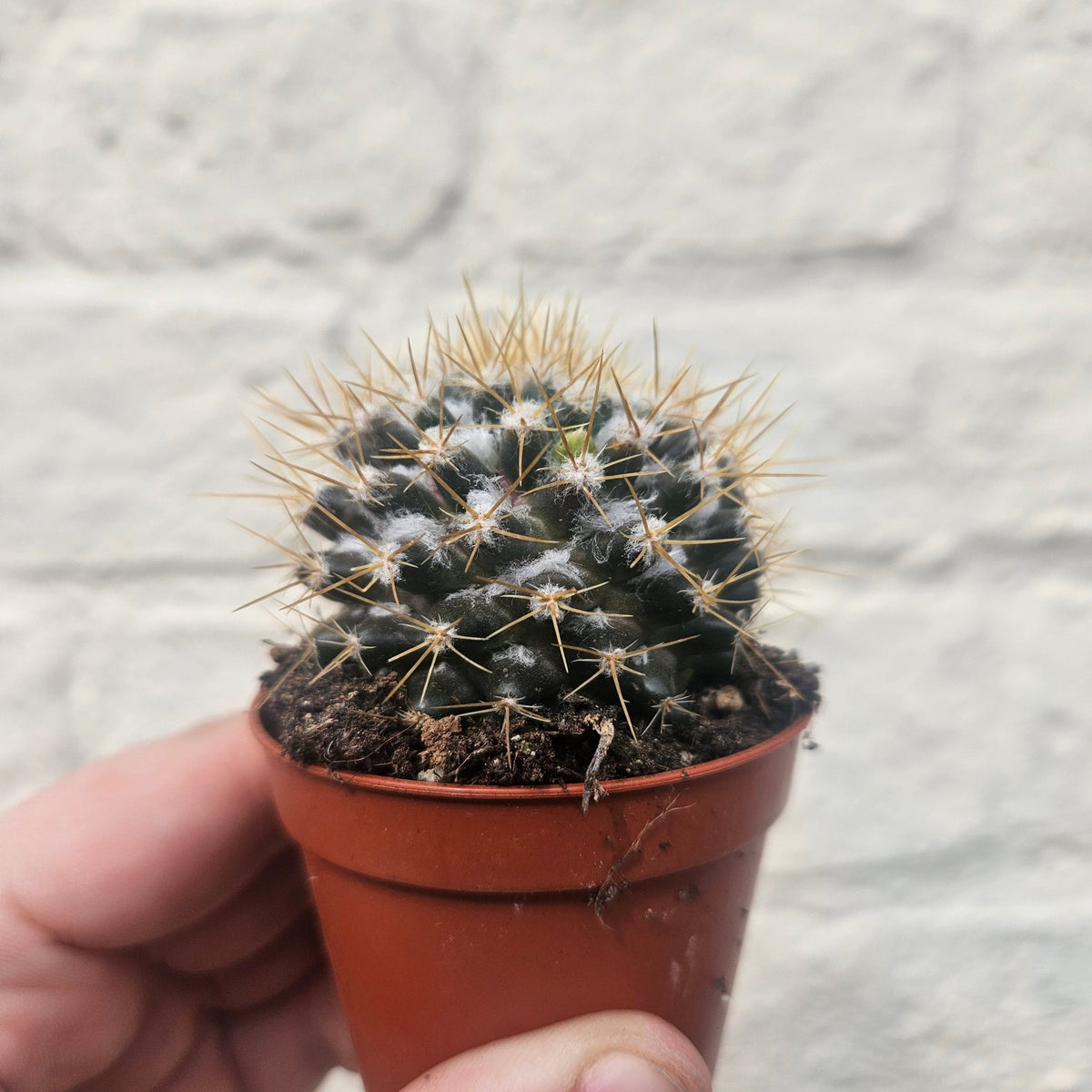 Mammillaria nivosa (Wooly Nipple Cactus) - SGP Garden Ltd