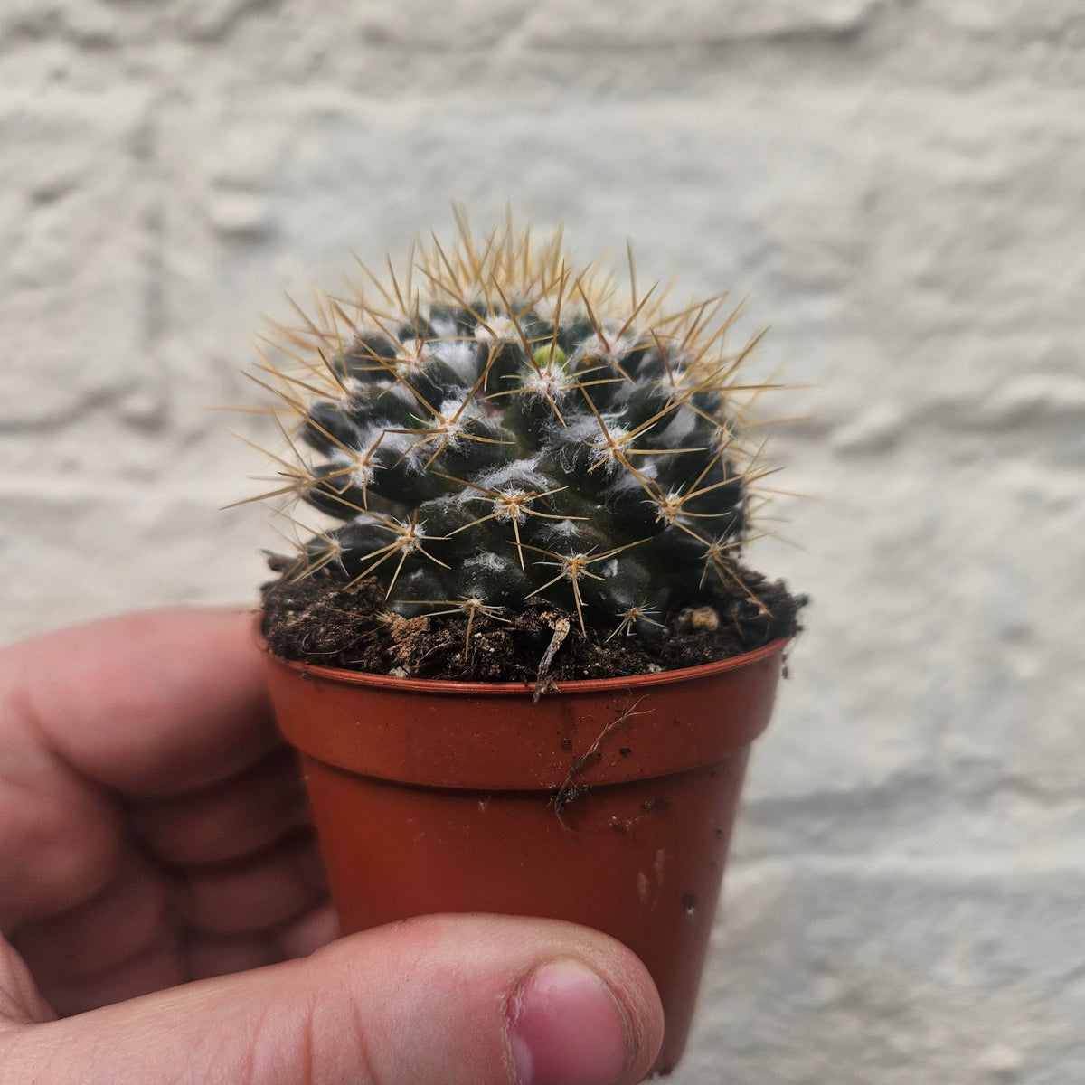 Mammillaria nivosa (Wooly Nipple Cactus) - SGP Garden Ltd