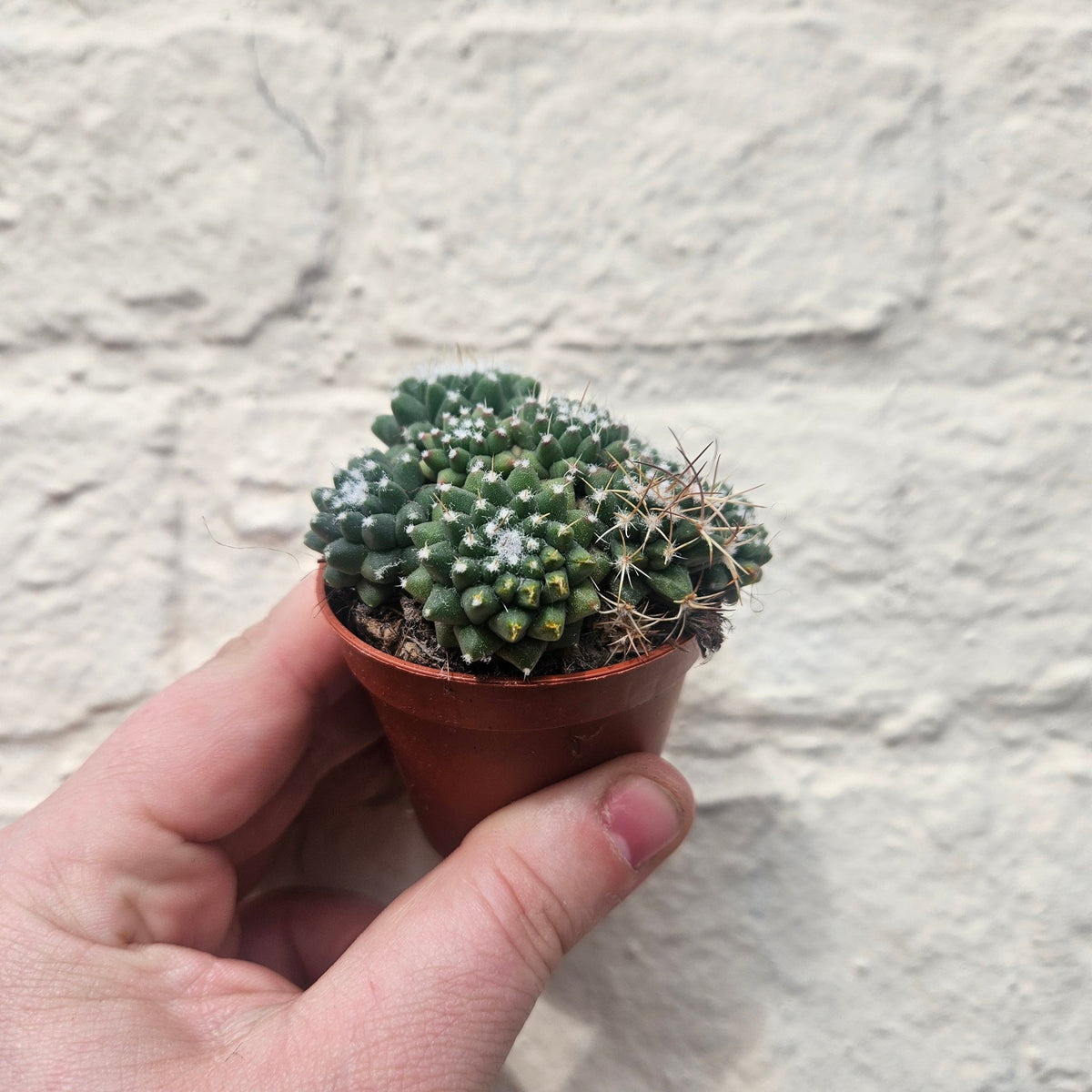 Mammillaria polythele (Many Nipple Cactus) - SGP Garden Ltd