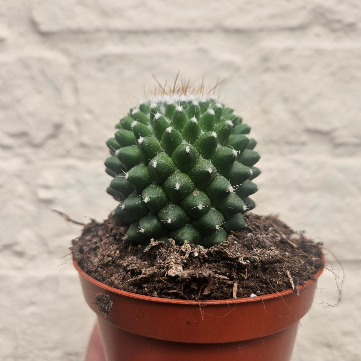 Mammillaria polythele (Many Nipple Cactus) - SGP Garden Ltd