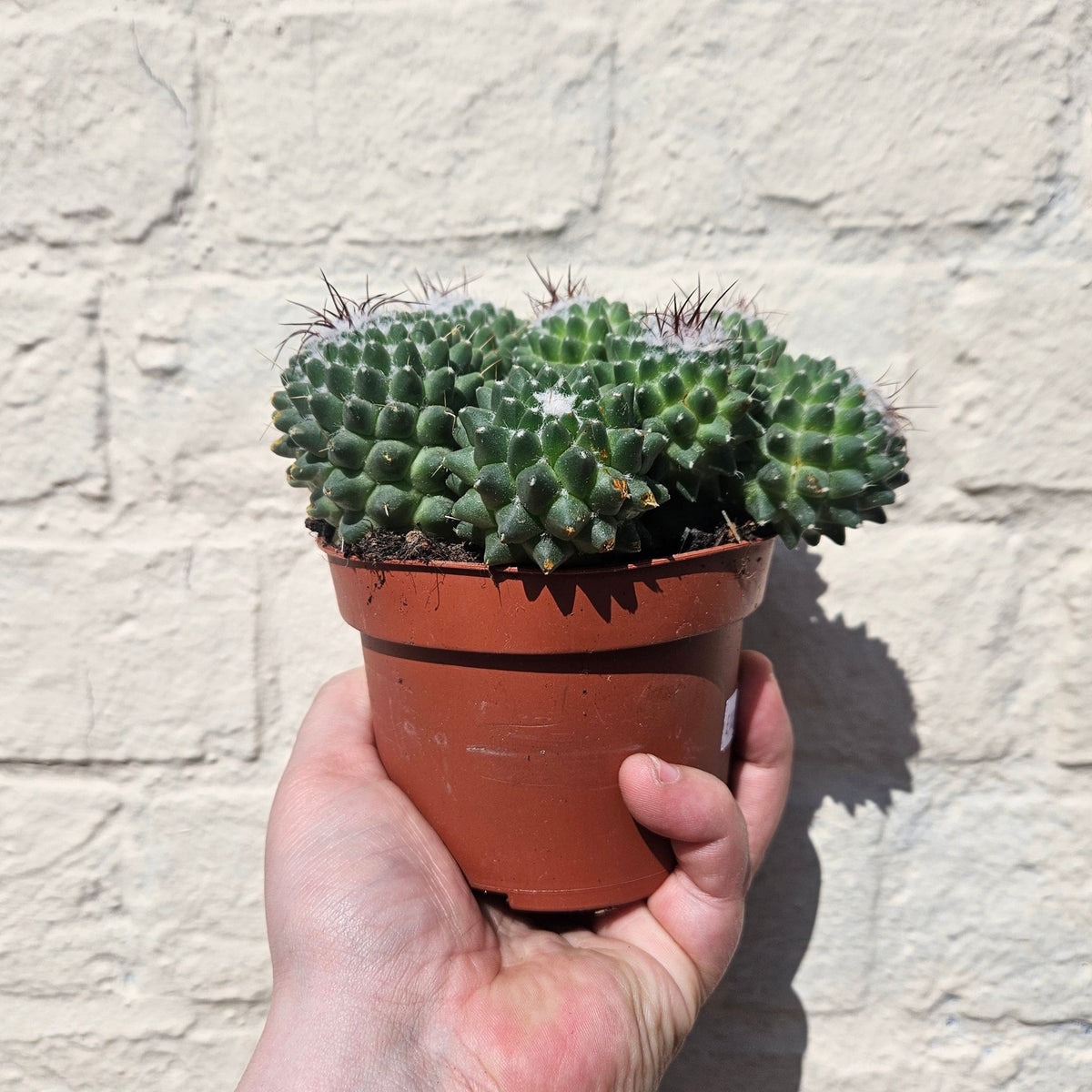 Mammillaria polythele (Many Nipple Cactus) - SGP Garden Ltd